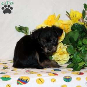 Ramesh, Shorkie-Poo Puppy